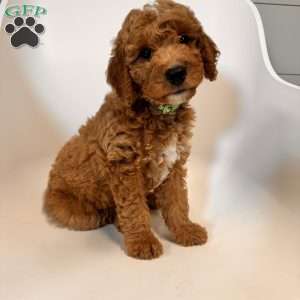 Tao, Mini Goldendoodle Puppy